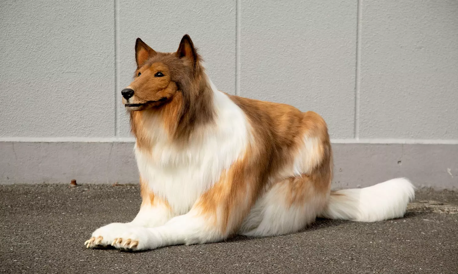 Japanese YouTuber spends Rs 12 lakh to look like a dog