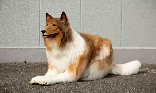 Japanese YouTuber spends Rs 12 lakh to look like a dog