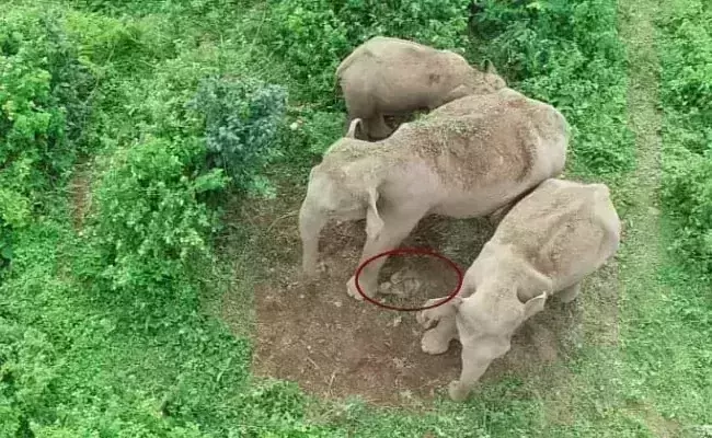 Elephant herd carries around dead calf, Hint they know something is wrong