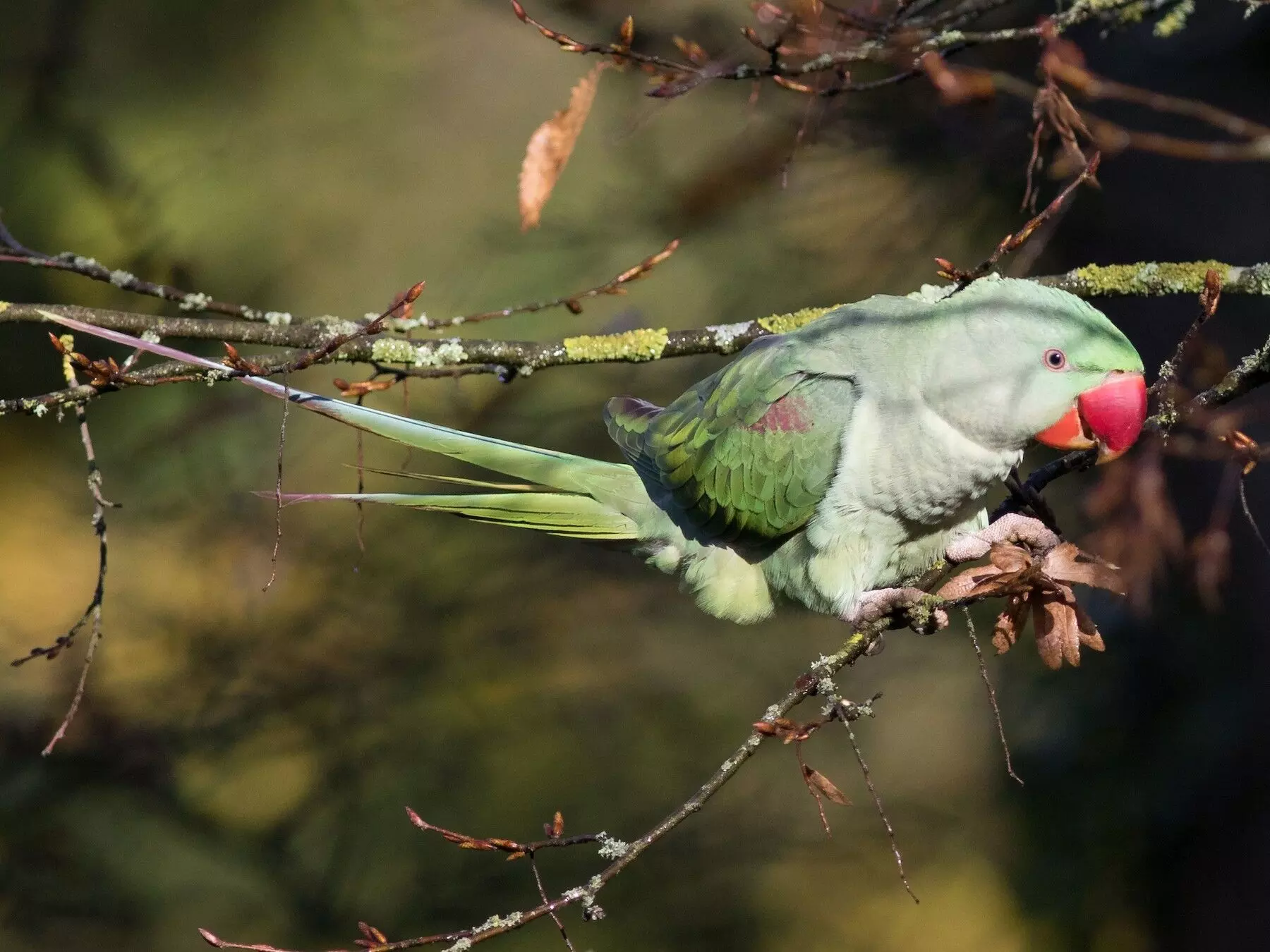 Wildlife officials save nine rare parrots in Uttar Pradesh