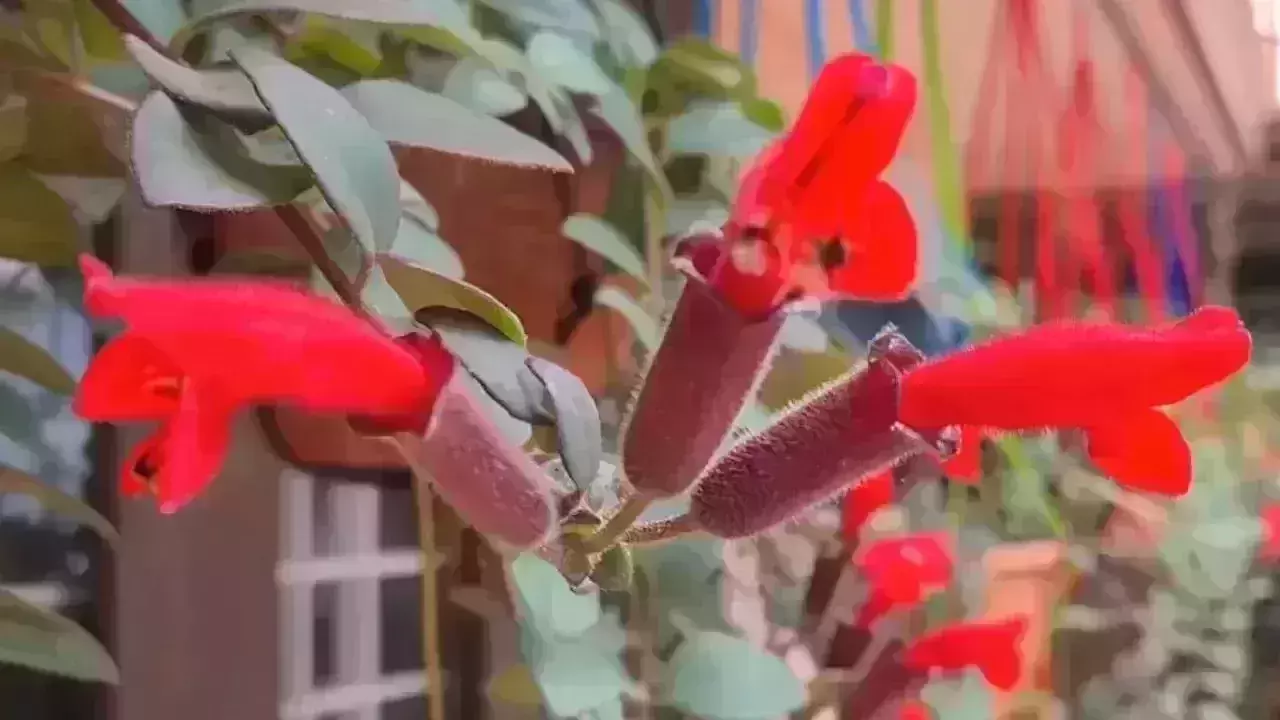 Rare lipstick plant rediscovered after 100 years Rare lipstick plant rediscovered after 100 years