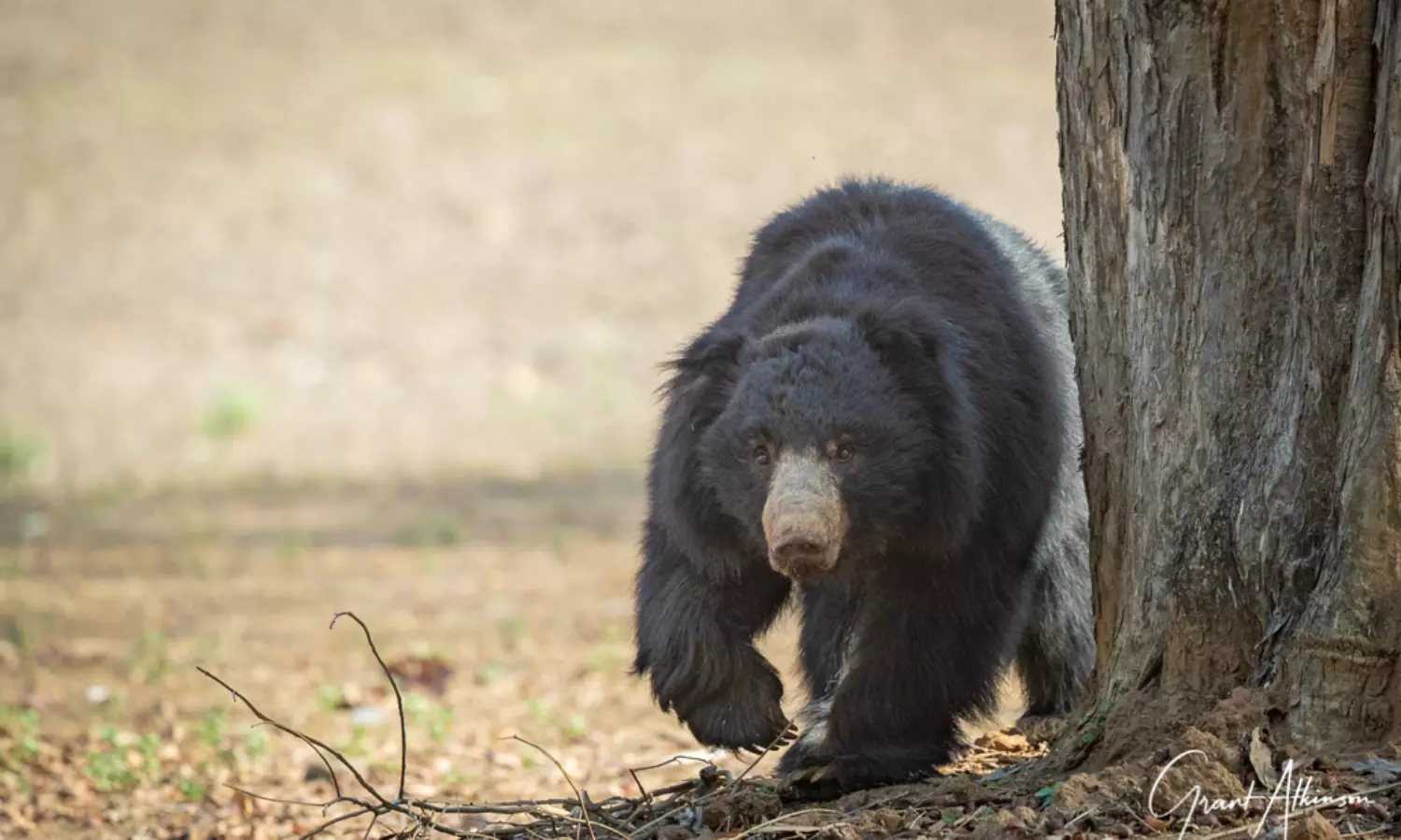 Bear enters MP tribal village in search of water, attacks seven