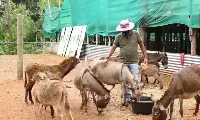 Man in Mangaluru leaves IT job to open donkey milk farm