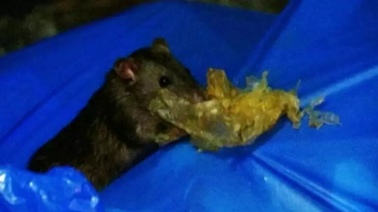 Mumbai police chased a rat to recover gold worth Rs 5 lakh