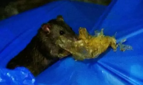 Mumbai police chased a rat to recover gold worth Rs 5 lakh