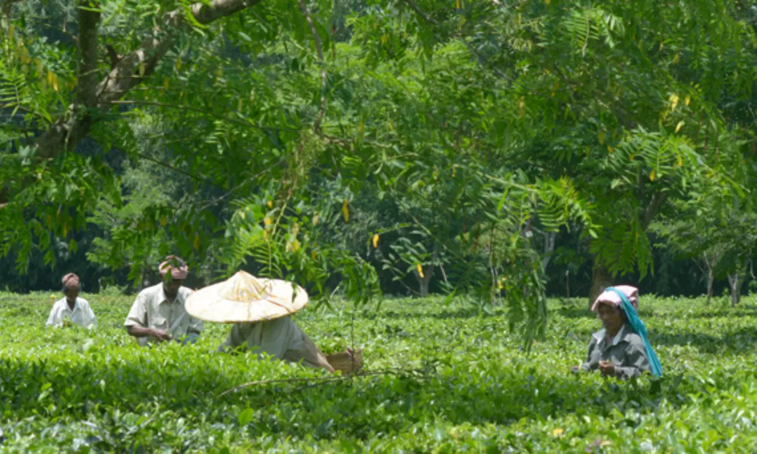 Rare yellow Assamese tea sold for Rs 1 lakh/kg at auction