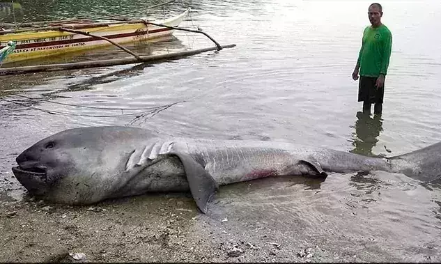 Rare megamouth shark found in Philippines coastal village