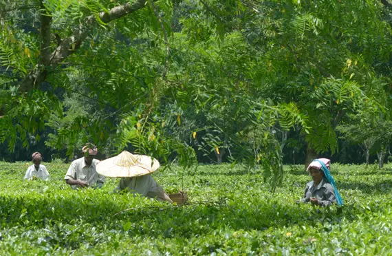 Rare yellow Assamese tea sold for Rs 1 lakh/kg at auction Rare yellow Assamese tea sold for Rs 1 lakh/kg at auction