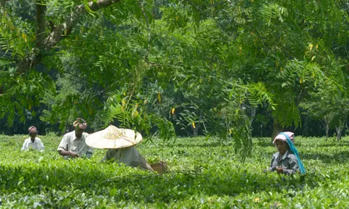 Rare yellow Assamese tea sold for Rs 1 lakh/kg at auction