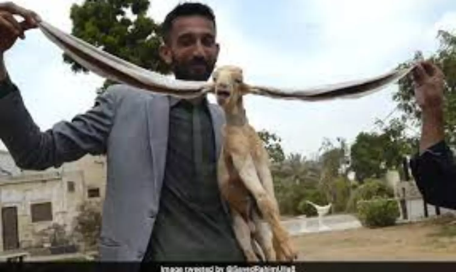 Simba with 19-inch-long ear is a celebrated goat in Pakistan