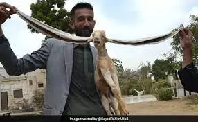 Simba with 19-inch-long ear is a celebrated goat in Pakistan Simba with 19-inch-long ear is a celebrated goat in Pakistan