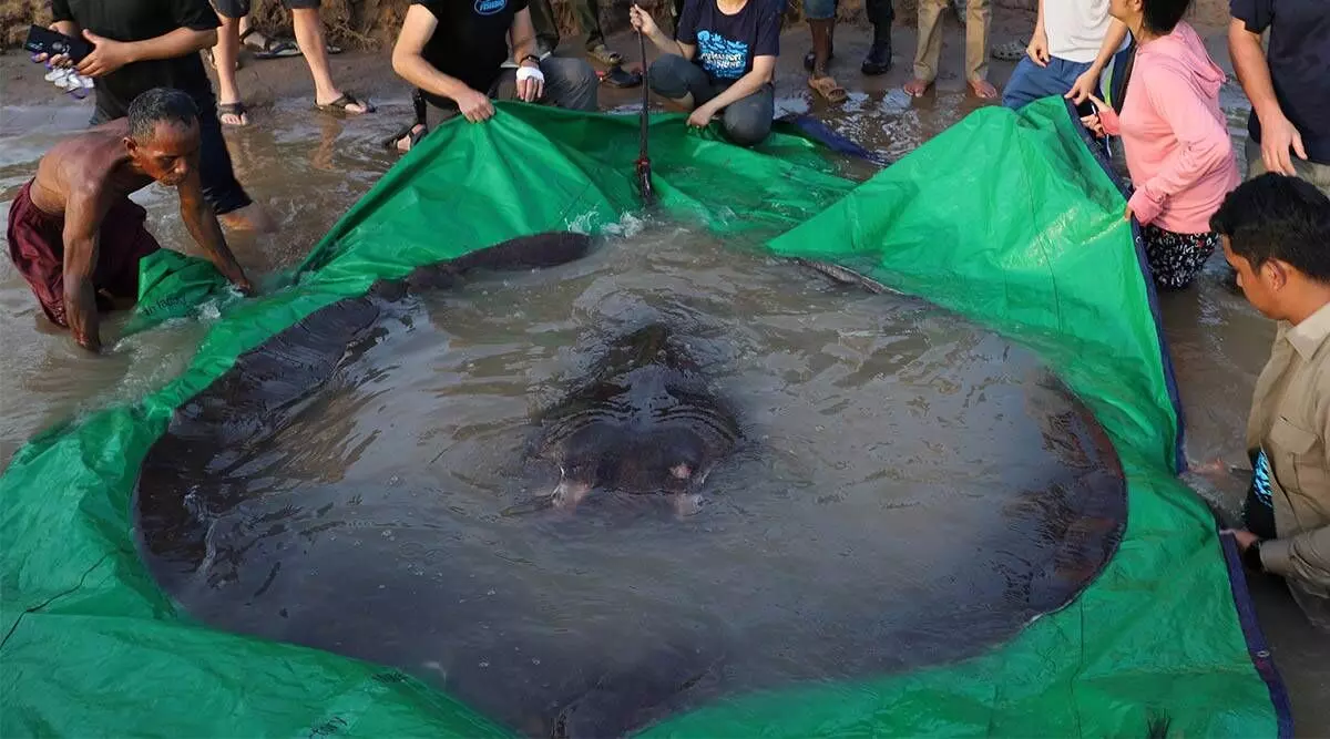 Worlds largest freshwater fish, a giant stingray, found in Cambodia