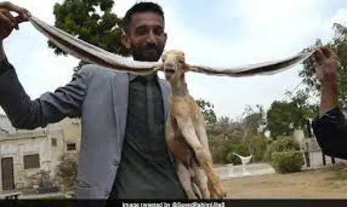 Simba with 19-inch-long ear is a celebrated goat in Pakistan