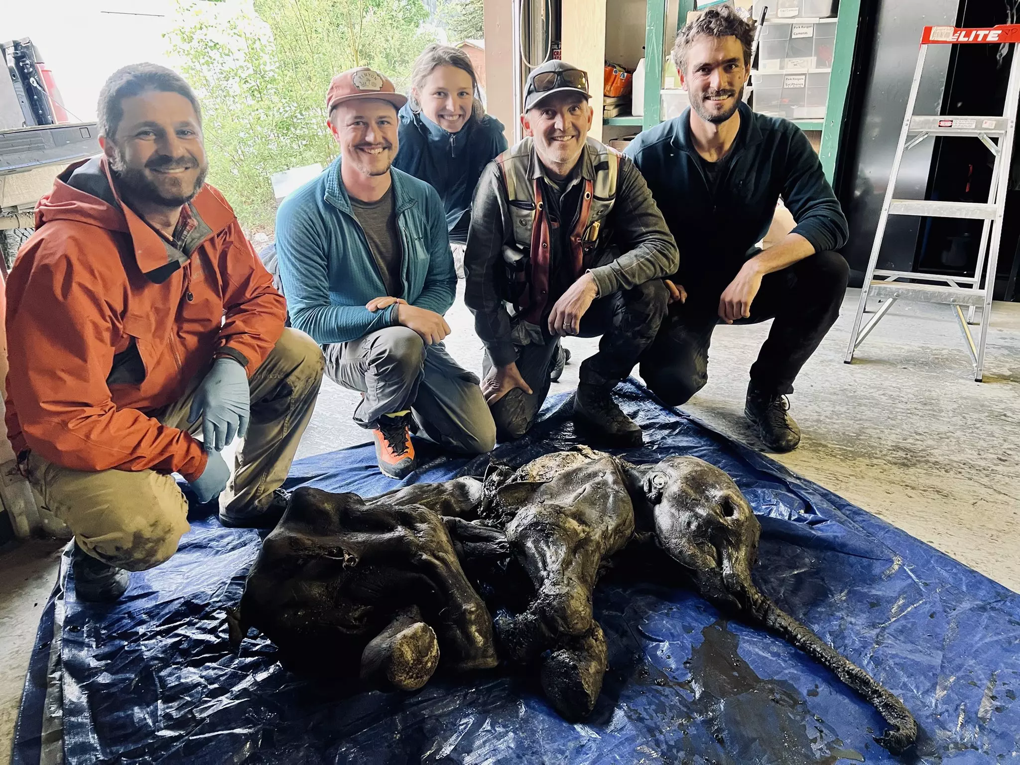 Miners find rare mummified woolly mammoth in Yukon, Paleontologists eager to study