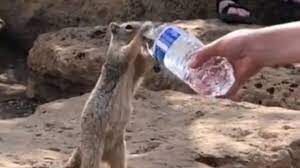 Kind woman offers water to squirrel, Netizens celebrate the video