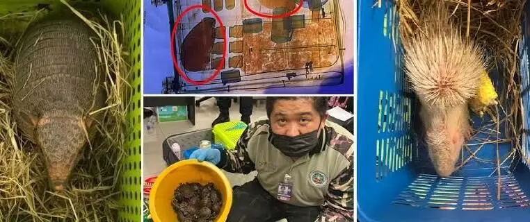 109 live animals found in womens luggage at Thailand airport