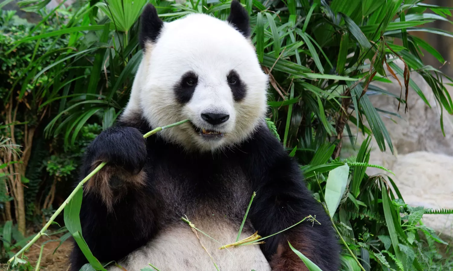 Fossils in China explain the evolution of pandas vegetarianism