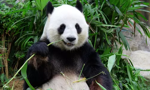 Fossils in China explain the evolution of pandas vegetarianism