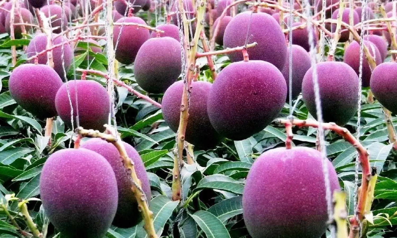 MP farmer hires heavy security to guard worlds expensive fruit