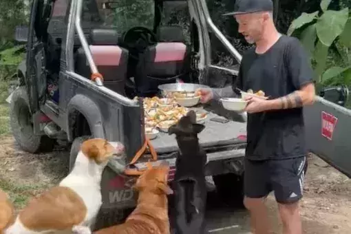 Celebrity chef cooks top-class meal for stray dogs in Thailand