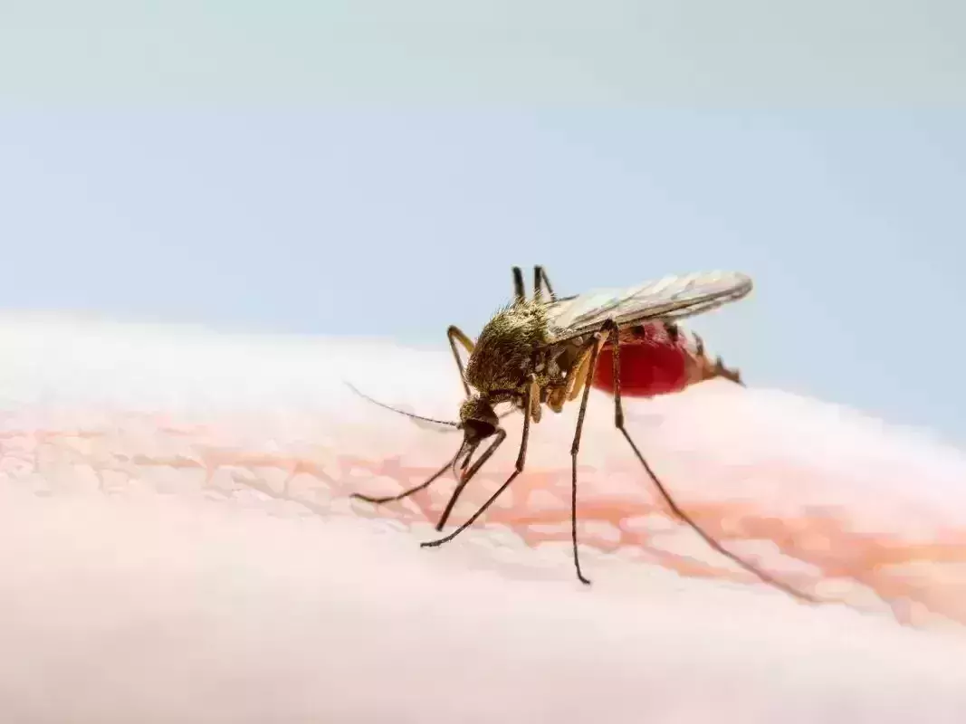 DNA in mosquito blood traps burglar in China