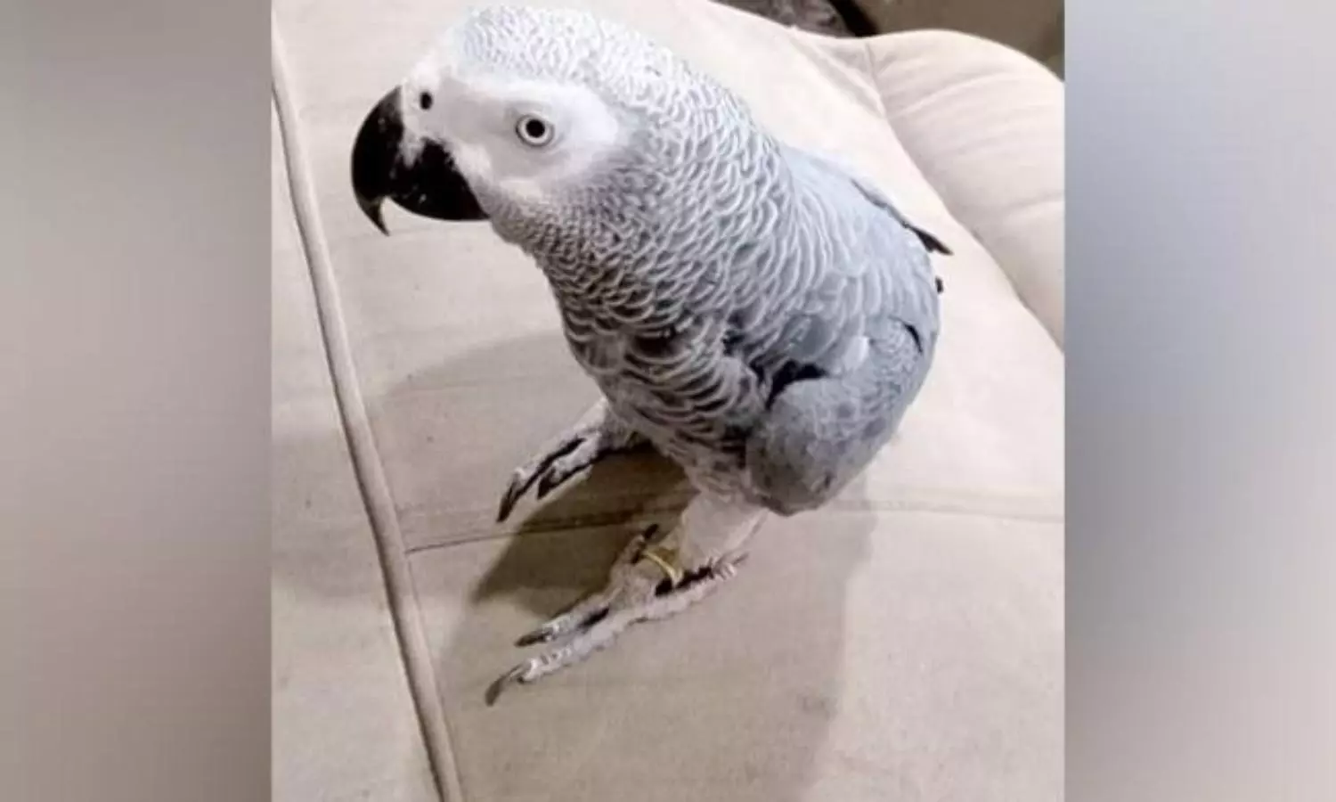 Karnataka man receives Rs 85k cash reward for tracing missing African pet parrot