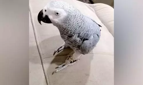 Karnataka man receives Rs 85k cash reward for tracing missing African pet parrot