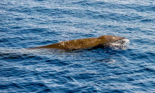 Rarely seen deep sea whales spotted near shore in the Netherlands