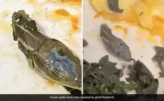 Snake head claimed to be found in Ankara-Dusseldorf flight meal
