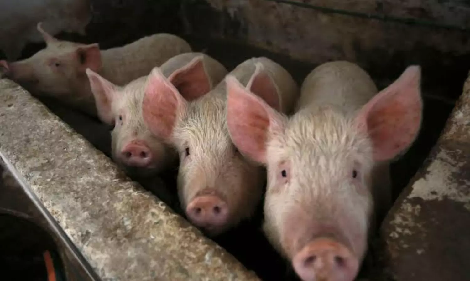 Medical breakthrough: Scientists partially revive cells in dead pigs organs