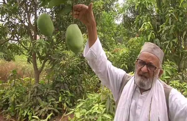 Indias mango man names  two new varieties after Sushmita Sen, Amit Shah