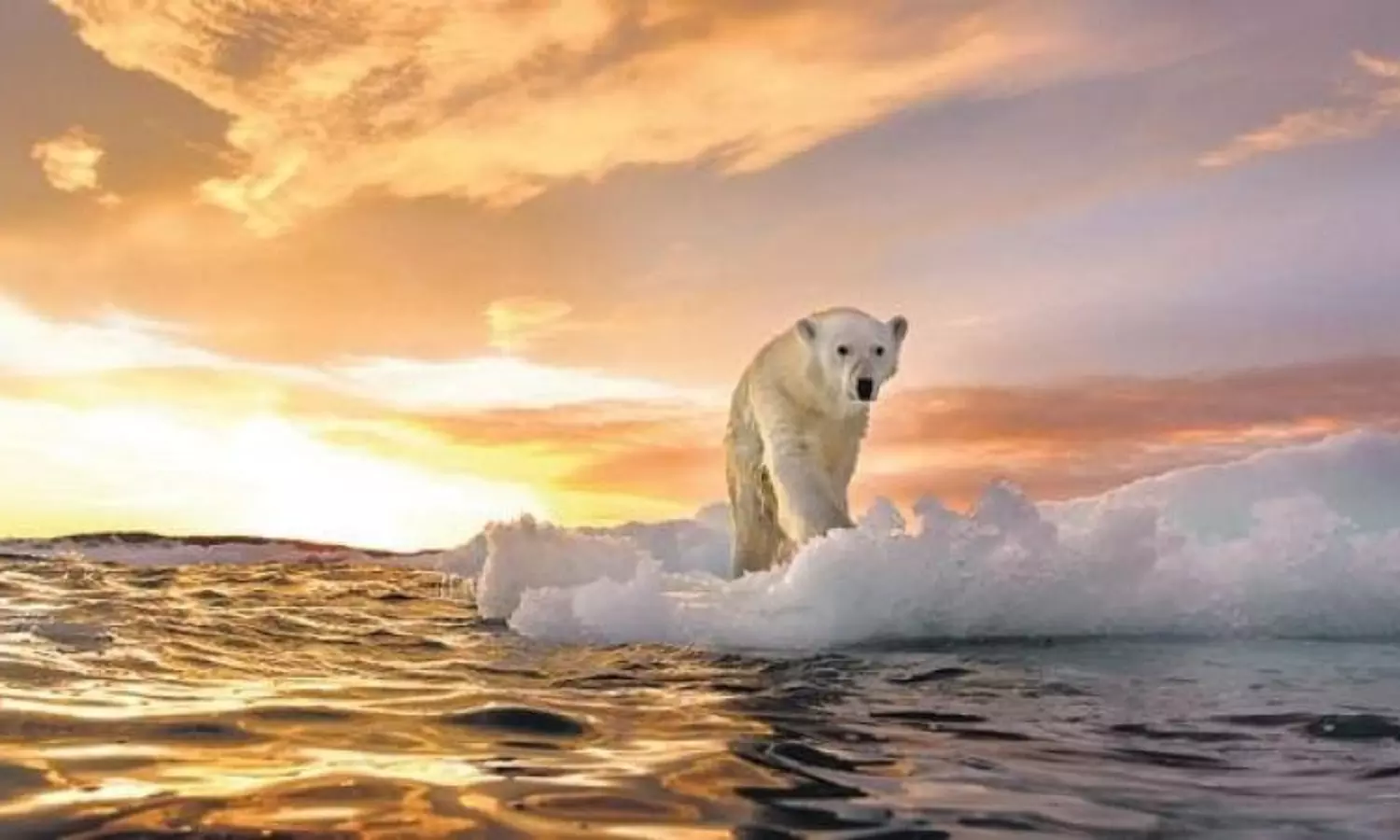 Study shows correlation between Global warming & mass animal extinction