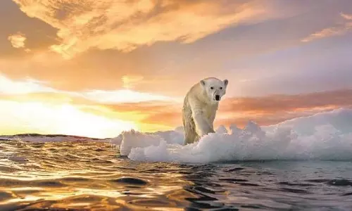 Study shows correlation between Global warming & mass animal extinction