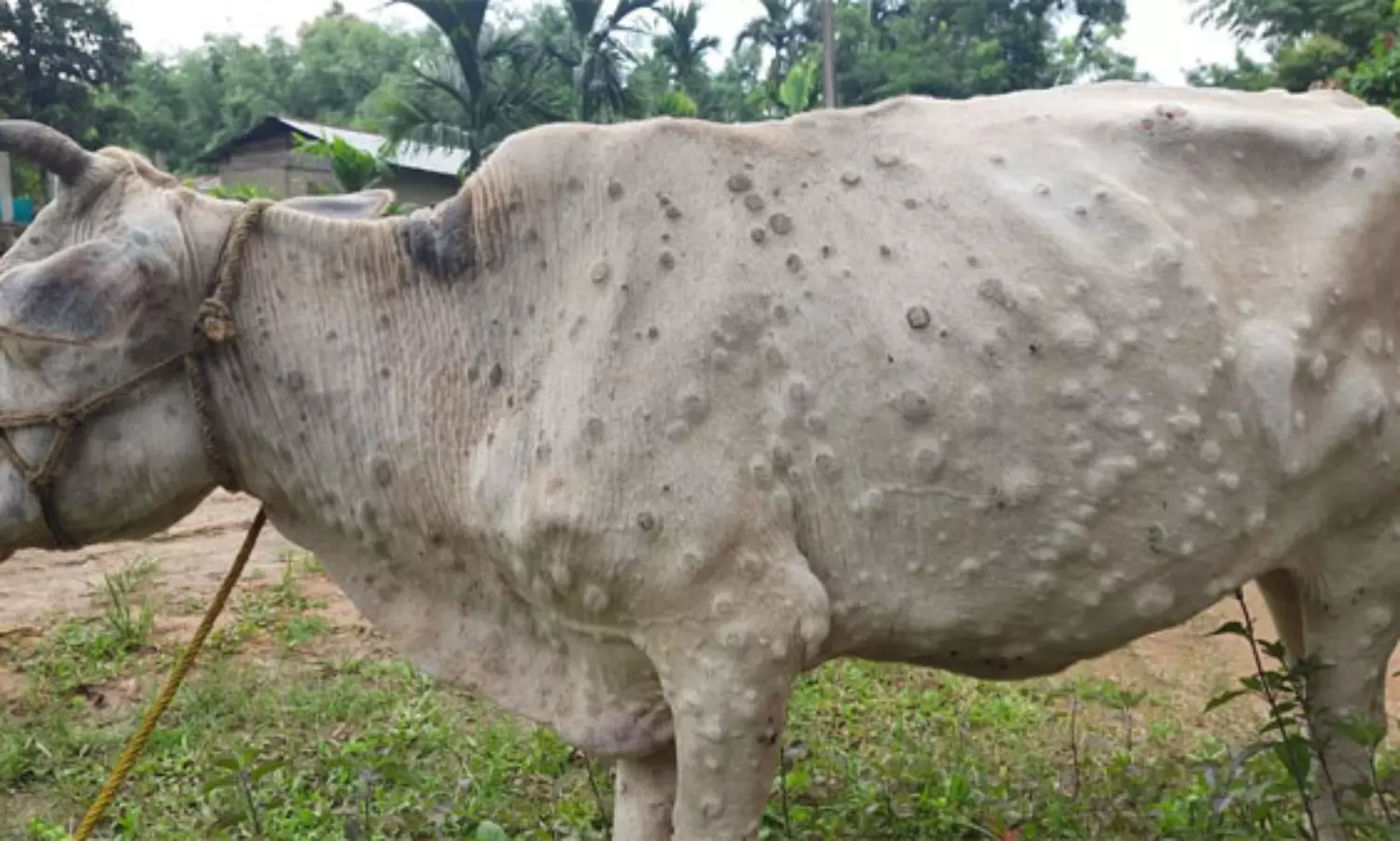 Lumpy skin disease: Gurugram bans cattle movement