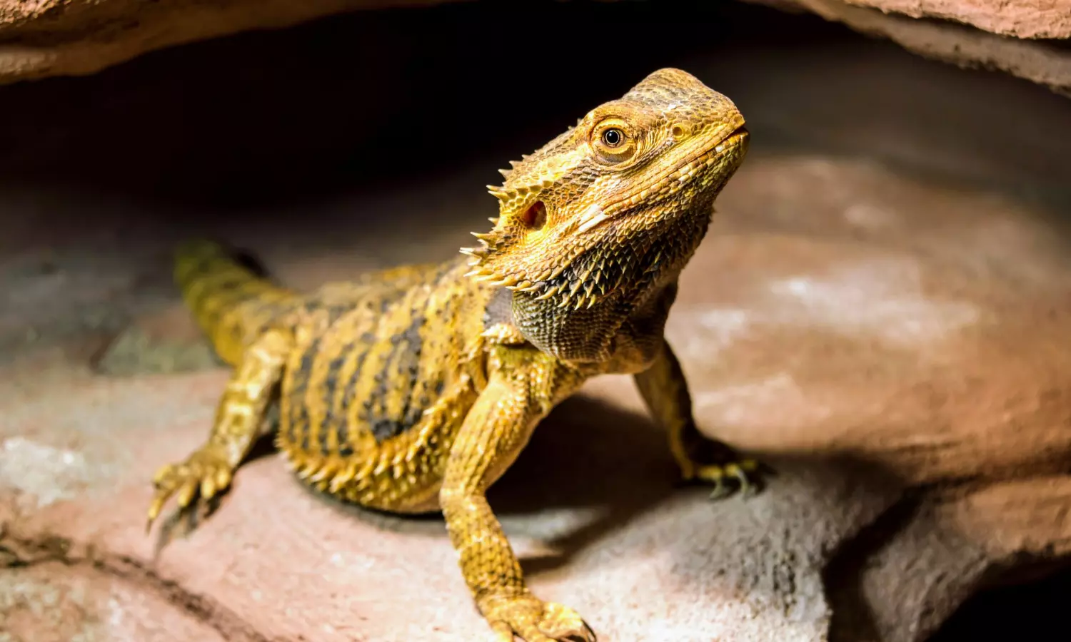 Evolution of reptiles linked to global warming: study