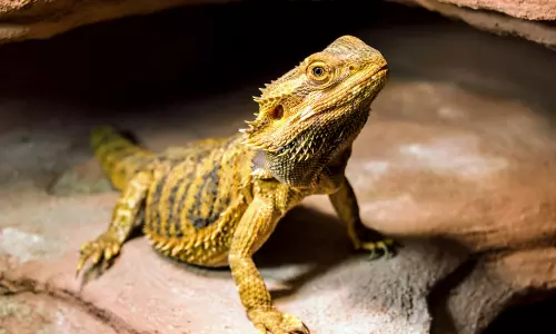 Evolution of reptiles linked to global warming: study