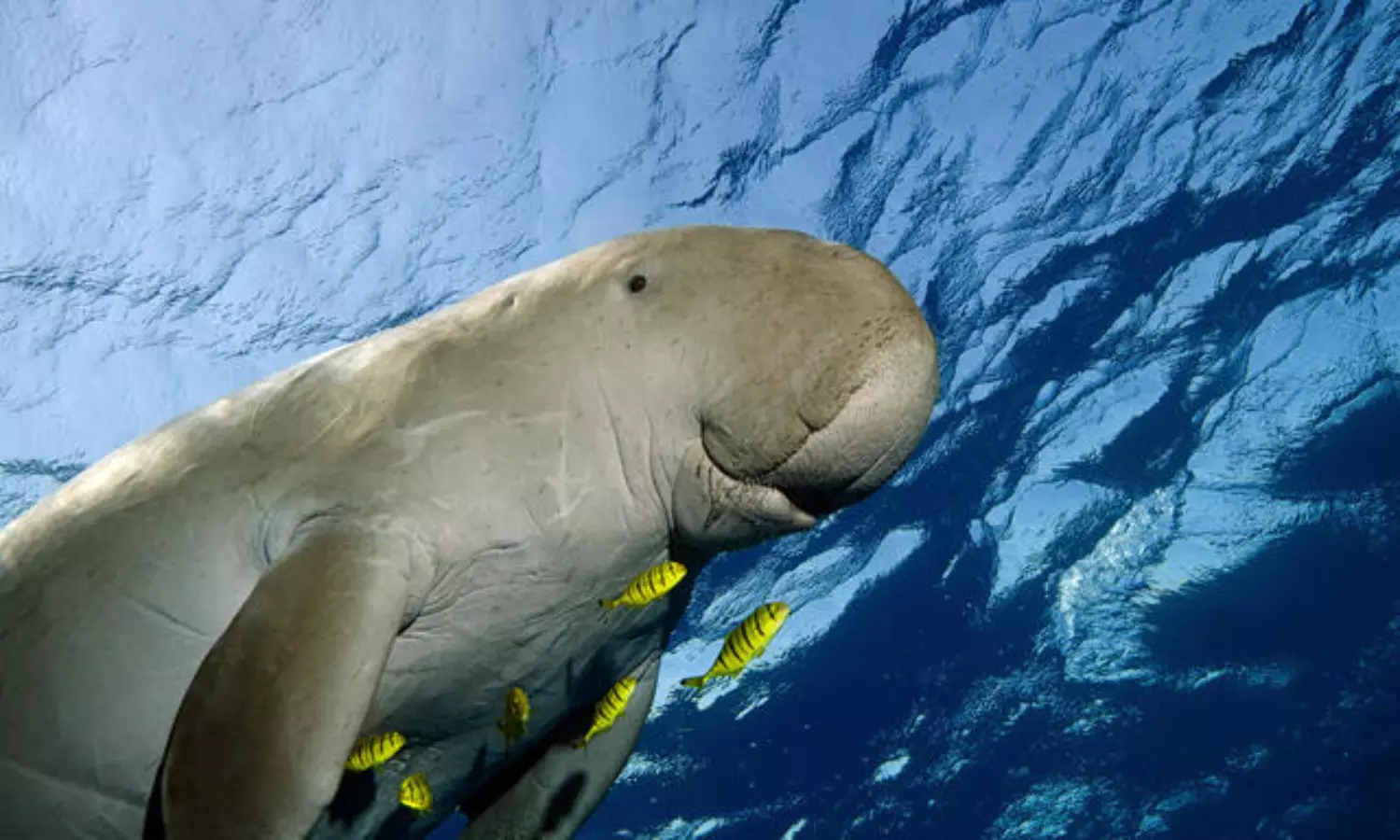 Delicate marine mammals dugongs officially declared extinct