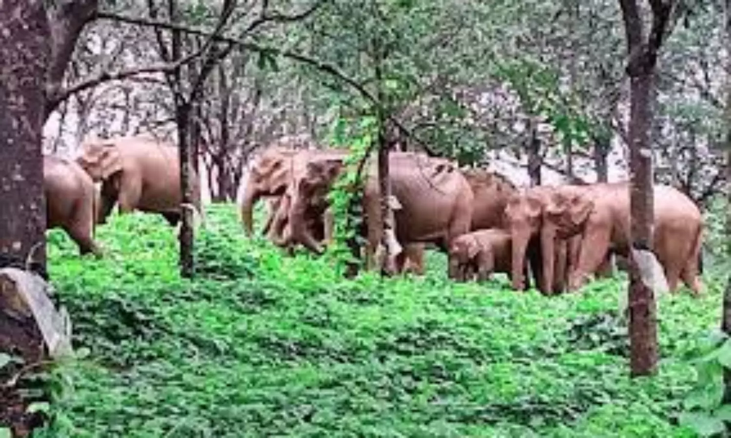 Elephant calf in Keralas Athirapally forest range area found with trunk missing