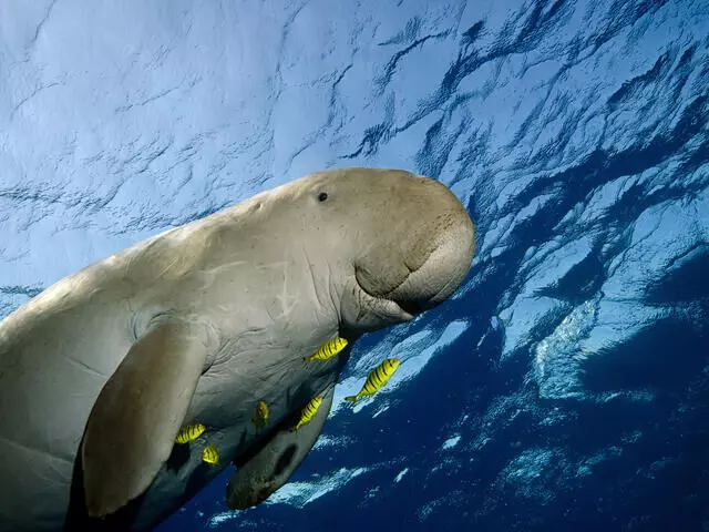 Delicate marine mammals dugongs officially declared extinct