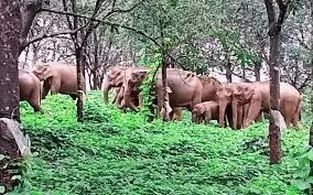 Elephant calf in Keralas Athirapally forest range area found with trunk missing