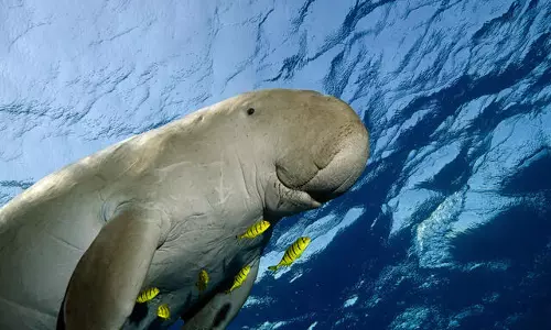 Delicate marine mammals dugongs officially declared extinct