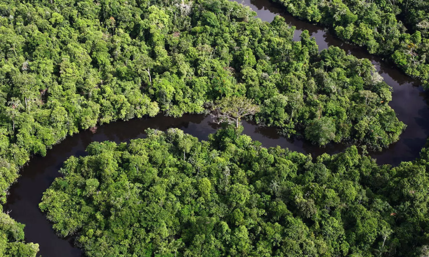 Black soil found in Amazon may hold key to forest regeneration