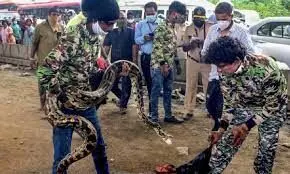 10-feet-long Indian python to receive plastic surgery