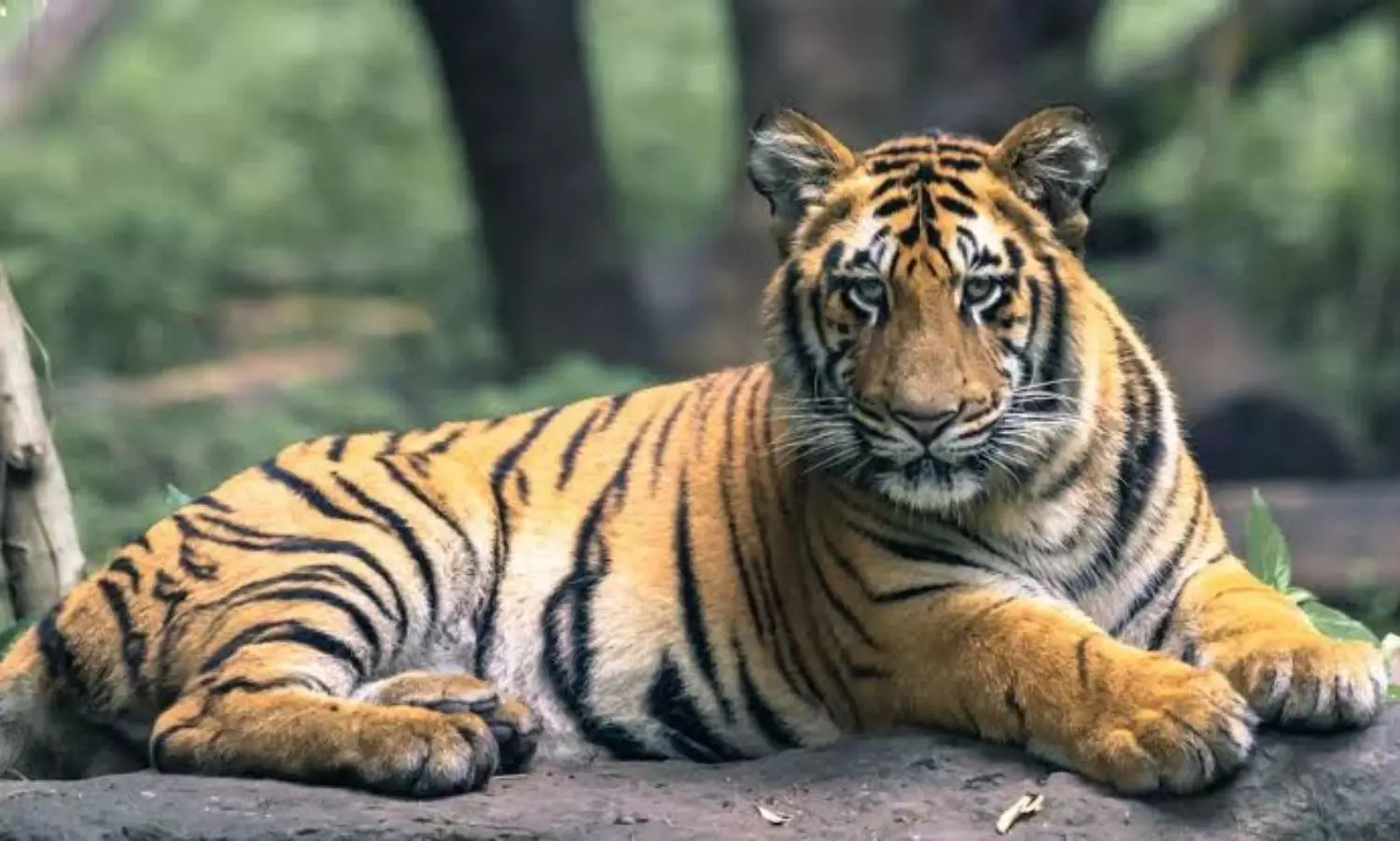 Brave mother fights off tiger to save toddler son from its jaws