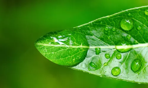 Microplastics found in plant leaves, No environment on Earth safe