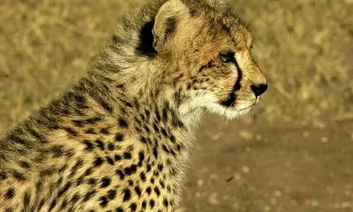 Anti-rabies shot for 1,000 dogs around Kuno National Park before cheetahs arrive from Africa