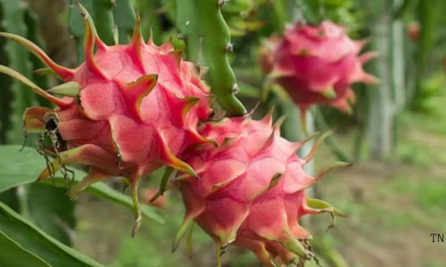Comp graduate turns barren land into cash-yielding dragon fruit cultivation