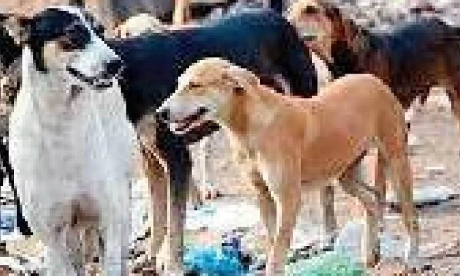 Those who feed stray dogs will have to pay for peoples care if bitten: SC