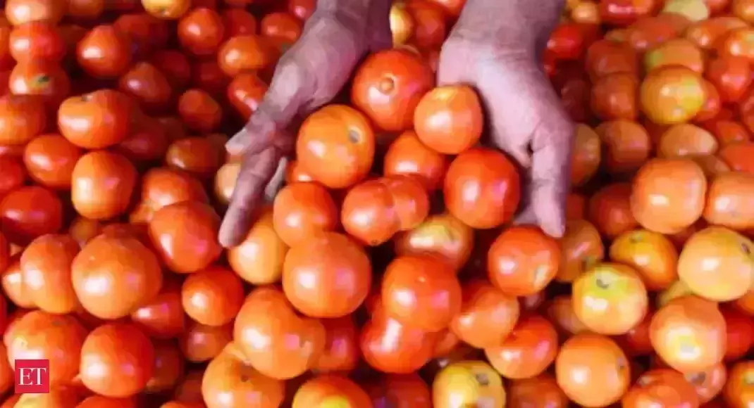 Pakistani farmers destroy Iranian tomatoes, Says it affects their profit