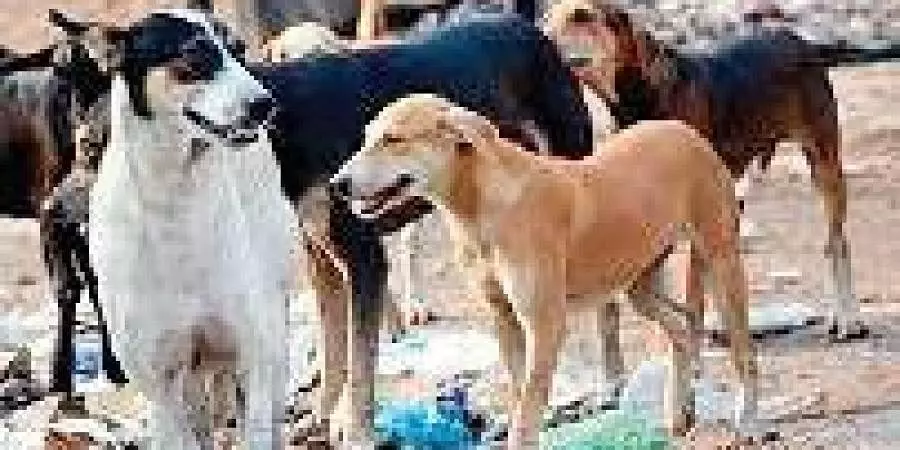 Those who feed stray dogs will have to pay for peoples care if bitten: SC